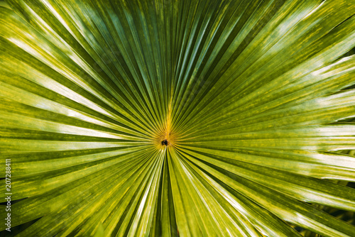Close up picture of a tropical green leaf background. Low key leaf texture