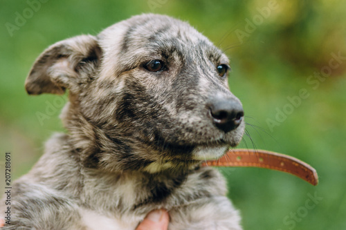 people holding sad cute little grey puppy with collar in hands. doggy playing outdoors. scared homeless dog looking for home. adoption concept