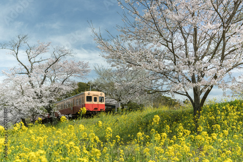 Kominato Tetsudo Train and Sakura cherry blossom in spring season. The Kominato Line is a railway line in Chiba Prefecture, Japan photo