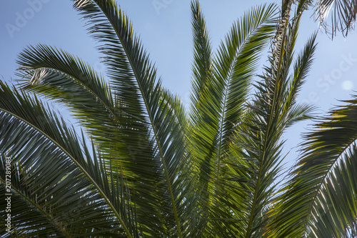 Пальмовые листья. Пальмовые листья на фоне голубого неба.