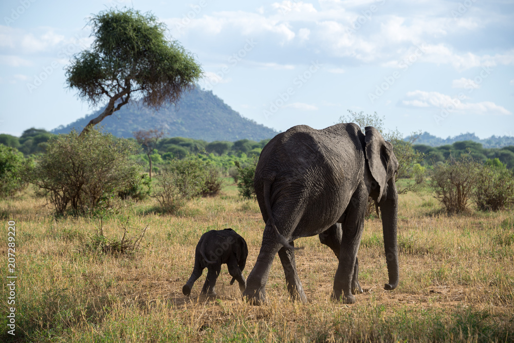 Obraz premium African elephant with baby on the savannah