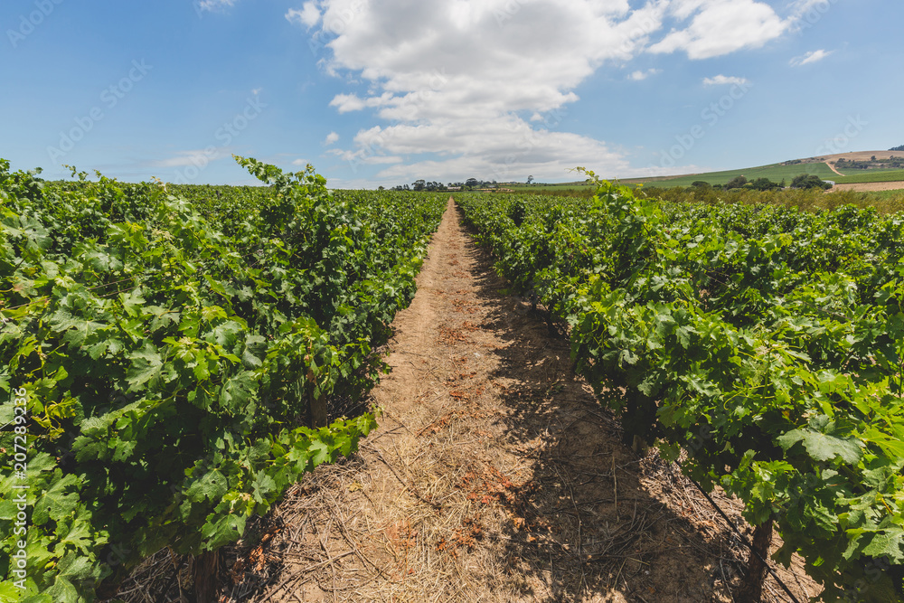 Wine vineyard in Stellenbosch on a beautiful day in Cape Town