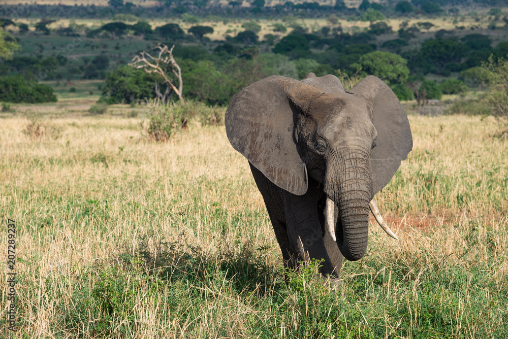 Obraz premium African elephant on the savannah