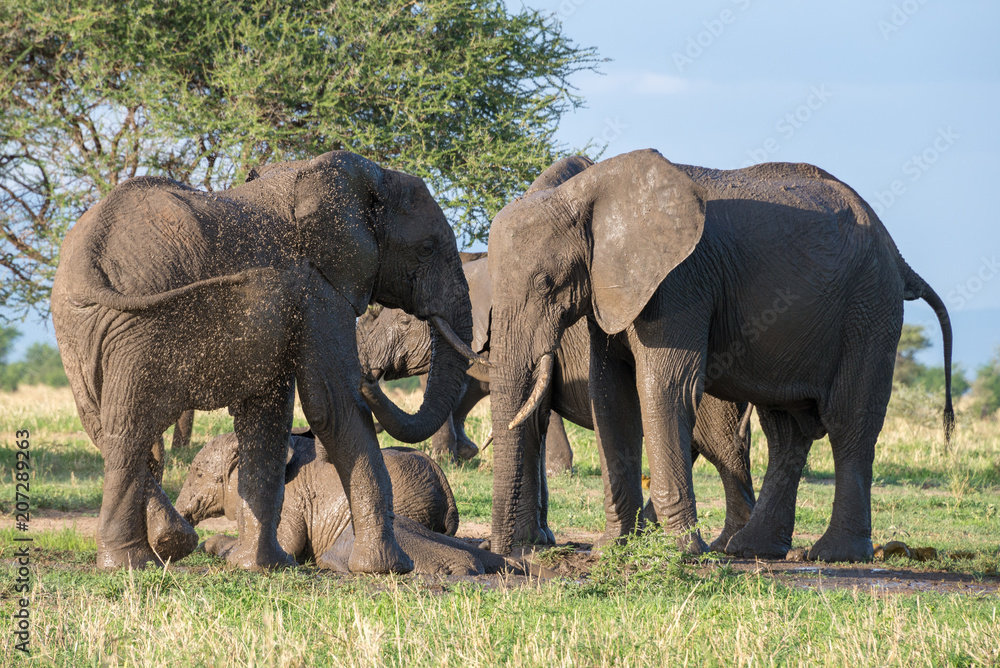 Fototapeta premium Herd of African elephants in a mud pool