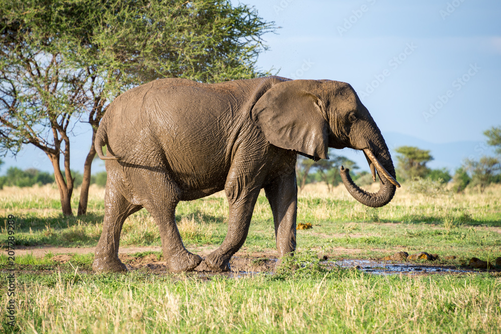 African elephant standing in a mud pool