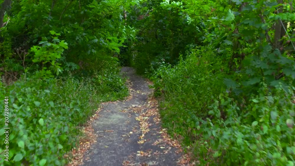 Close up of narrow summer forest path. Nature concept. Close up of narrow summer forest path. Nature concept.