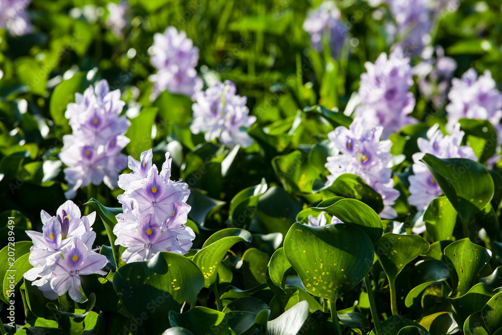 water hyacinth water hyacinth