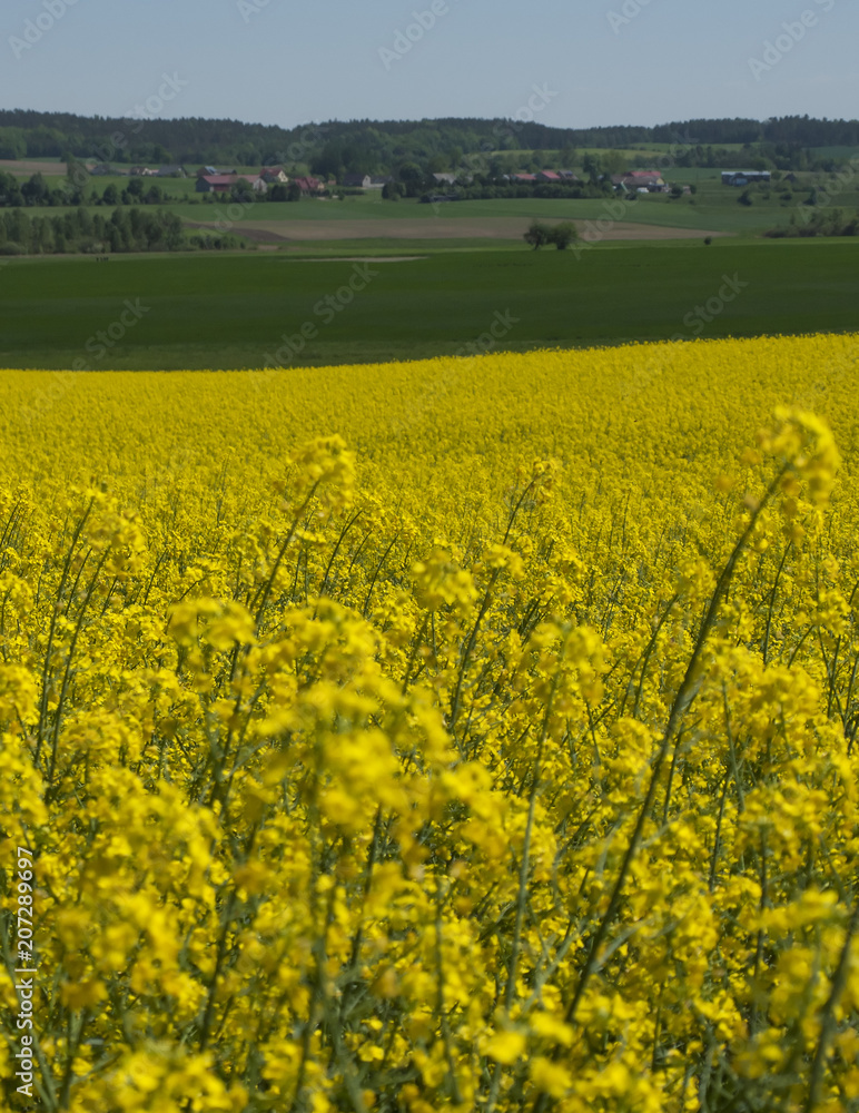 yellow rape fields