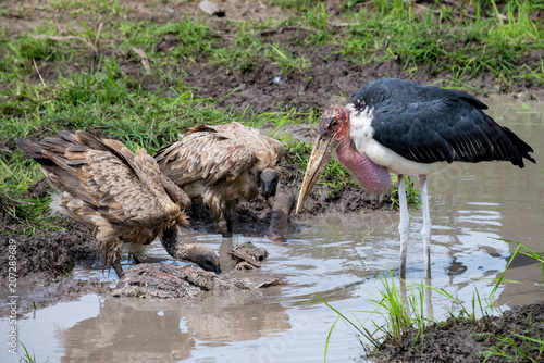 Vultures and Maraboustork feeding on carcass photo