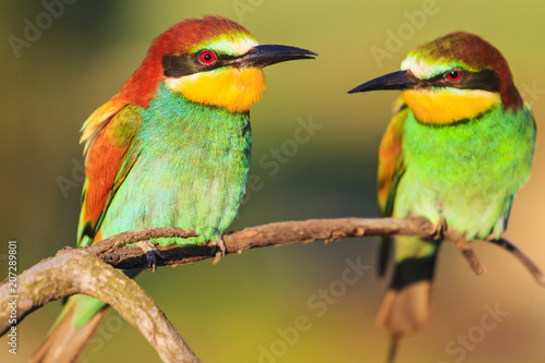 pair of bee-eaters on a dry branch in the spring morning