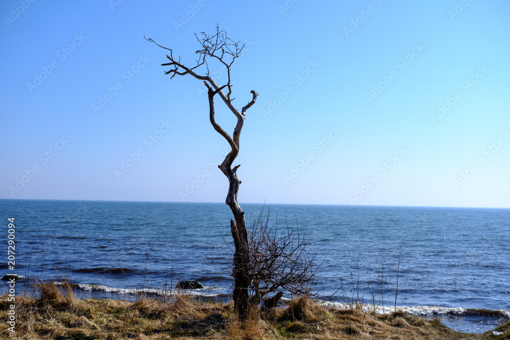 A dead tree at the coustline A dead tree at the coustline