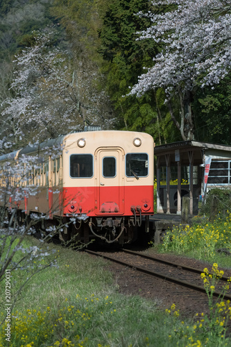 Kominato Tetsudo Train and Sakura cherry blossom in spring season. The Kominato Line is a railway line in Chiba Prefecture, Japan
