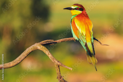 Rainbow bird on a beautiful branch in the warm rays of the sun