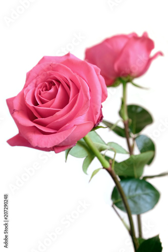 Beautiful pink roses flowers ion long stems solated on white background closeup view