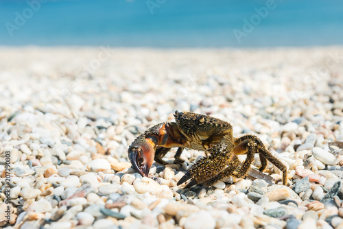 Crab came out to bask on a summer warm beach