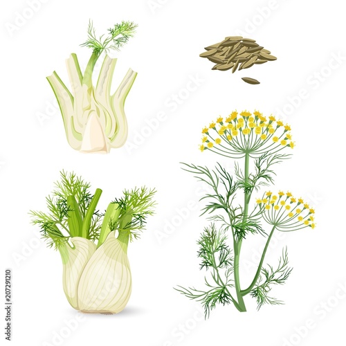 Fennel flowering plant perennial herb with yellow flowers, feathery leaves