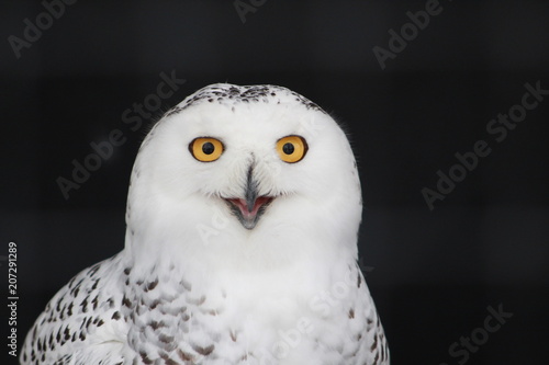 Owl Smiley Face © bistro