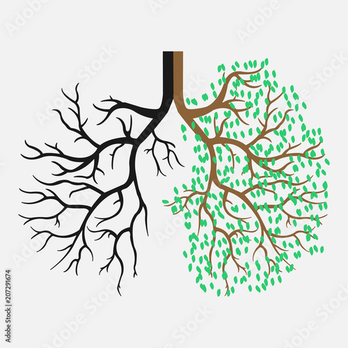 Human lungs. Respiratory system. The appearance of healthy and light lungs.Vector illustration eps 10