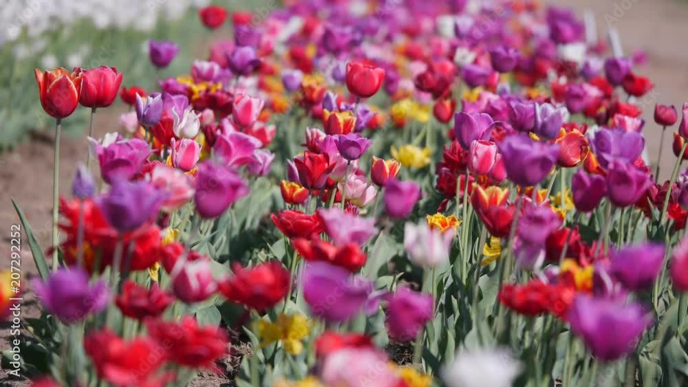 Multiple Colored Tulips in a Garden Blowing in the Wind Multiple Colored Tulips in a Garden Blowing in the Wind