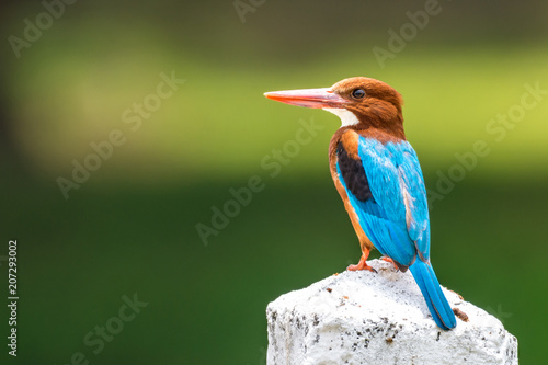 White-throated Kingfisher