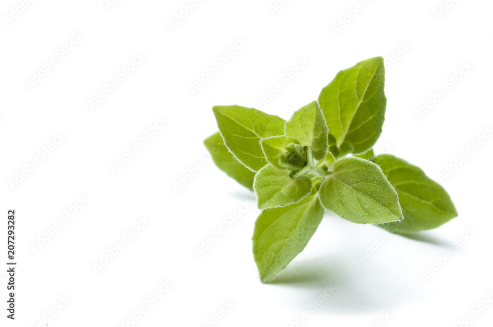 Oregano leaves isolated Oregano leaves isolated