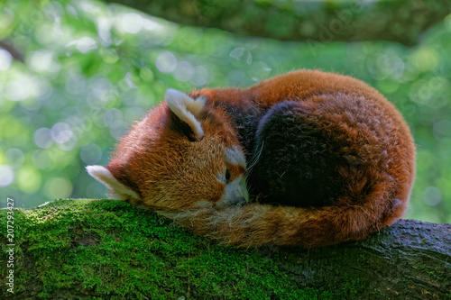 Fototapeta Naklejka Na Ścianę i Meble -  Panda roux