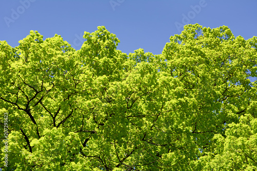 Fresh green leaves of linden tree on a sunny spring day. Background. Texture.