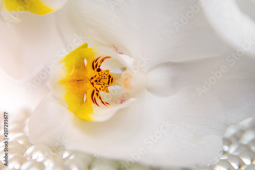  pearl and white orchid on a white glass