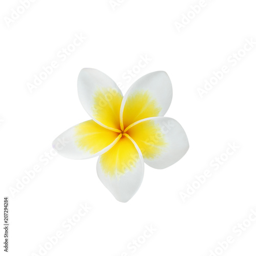 Frangipani flower isolated on white background