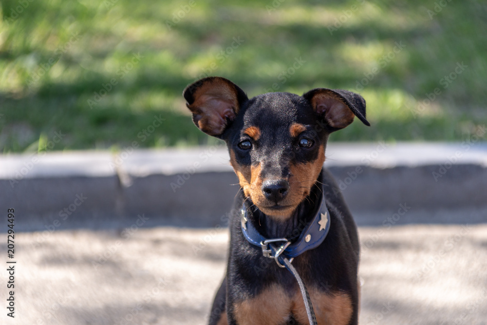 Small dog with a collar Small dog with a collar