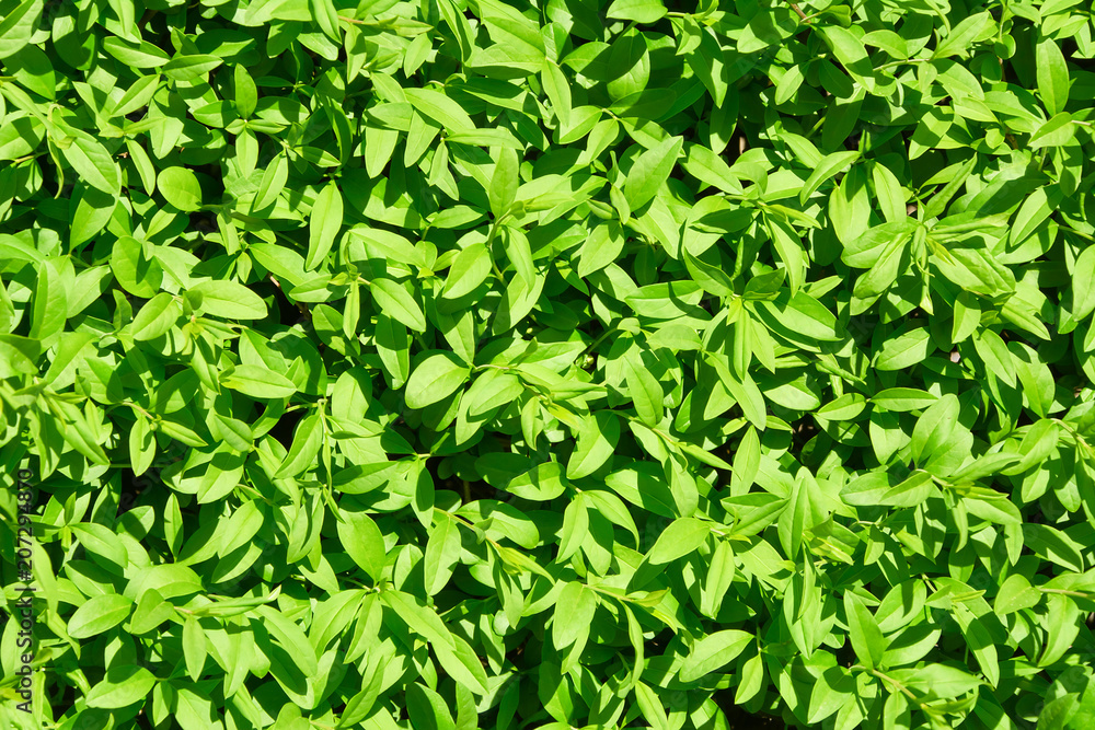 Fragment of privet bush. Backgroung. Fragment of privet bush. Backgroung.
