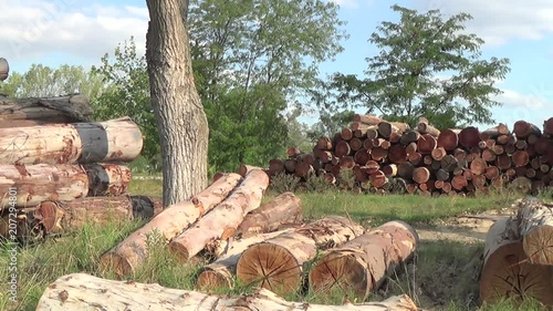 Deforestacion Troncos Arboles