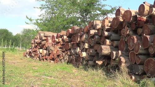 Afforestation Tree Trunks