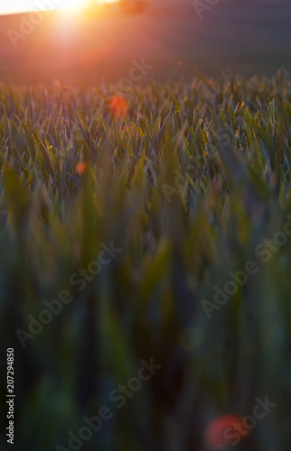 Sunset and spring field. Abstract background