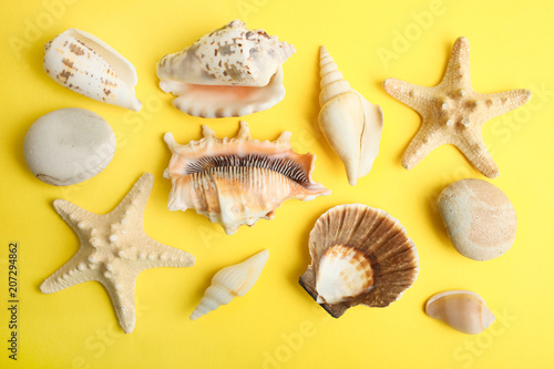 Different beautiful sea shells