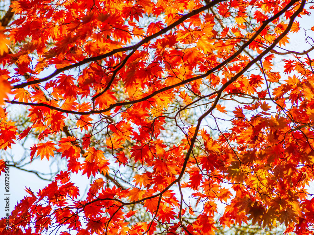 Abstract nature background. Vivid orange maple leaves. Autumn color season. Abstract nature background. Vivid orange maple leaves. Autumn color season.