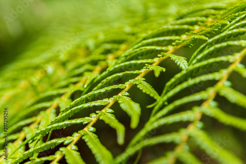 tree fern frond pattern abstract, background texture photo