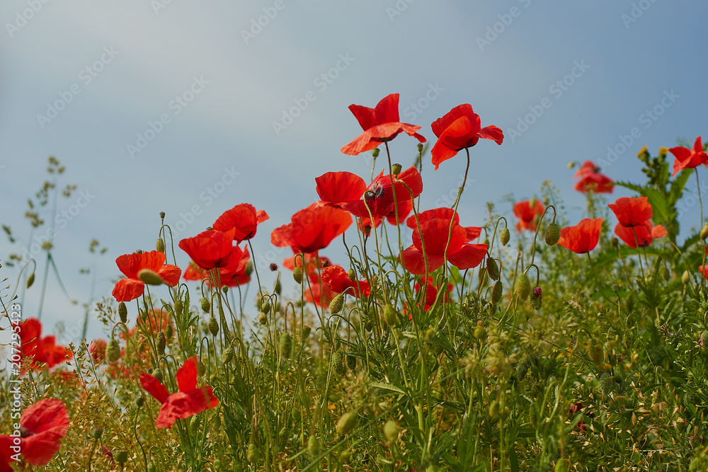 Fototapeta premium Red poppy flowers. Poppy flowers and blue sky in a field with bees and bumblebees