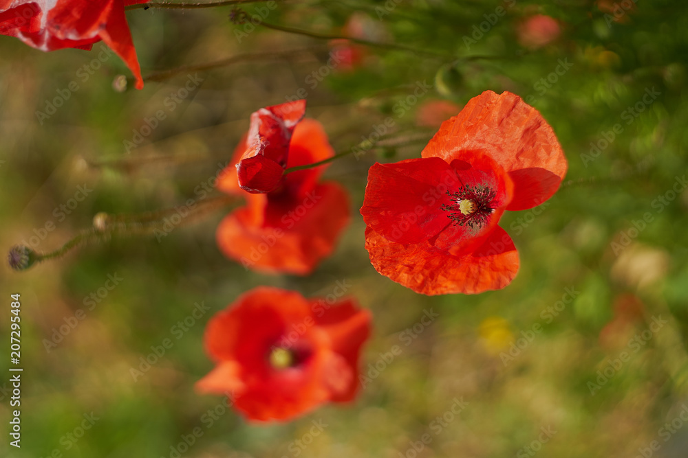 Red poppy flowers. Poppy flowers and blue sky in a field with bees and bumblebees Red poppy flowers. Poppy flowers and blue sky in a field with bees and bumblebees