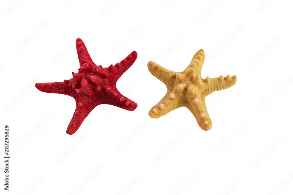 Sea stars isolated on white background.Sea stars collection. Sea stars isolated on white background.Sea stars collection.
