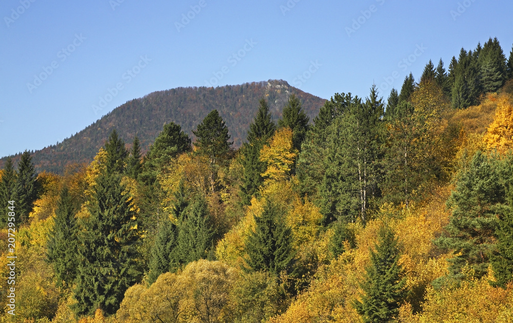 Forest near Ruzomberok. Slovakia Forest near Ruzomberok. Slovakia