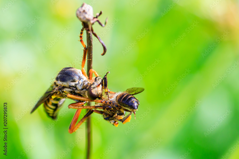 The robber fly eating the bee. The robber fly eating the bee.