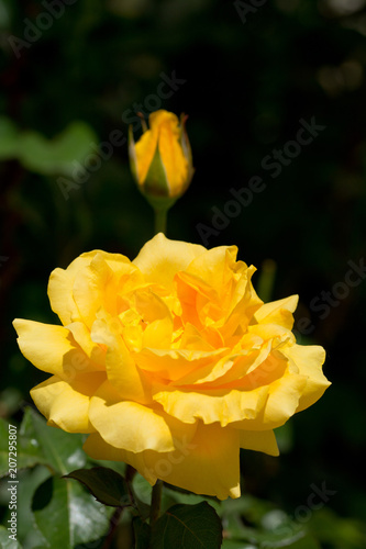 Beautiful yellow rose with selective focus