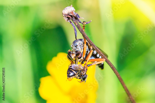 The robber fly eating the bee. photo