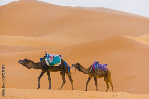 Dromedaries at the desert © Fotonomada