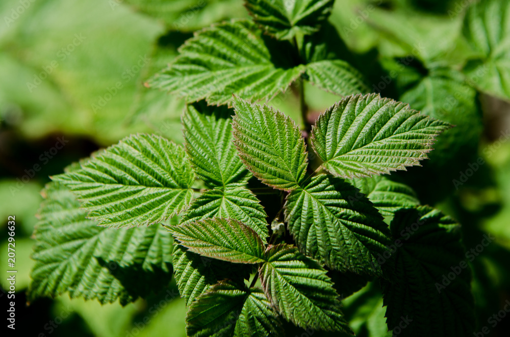 Raspberry Leaf Raspberry Leaf
