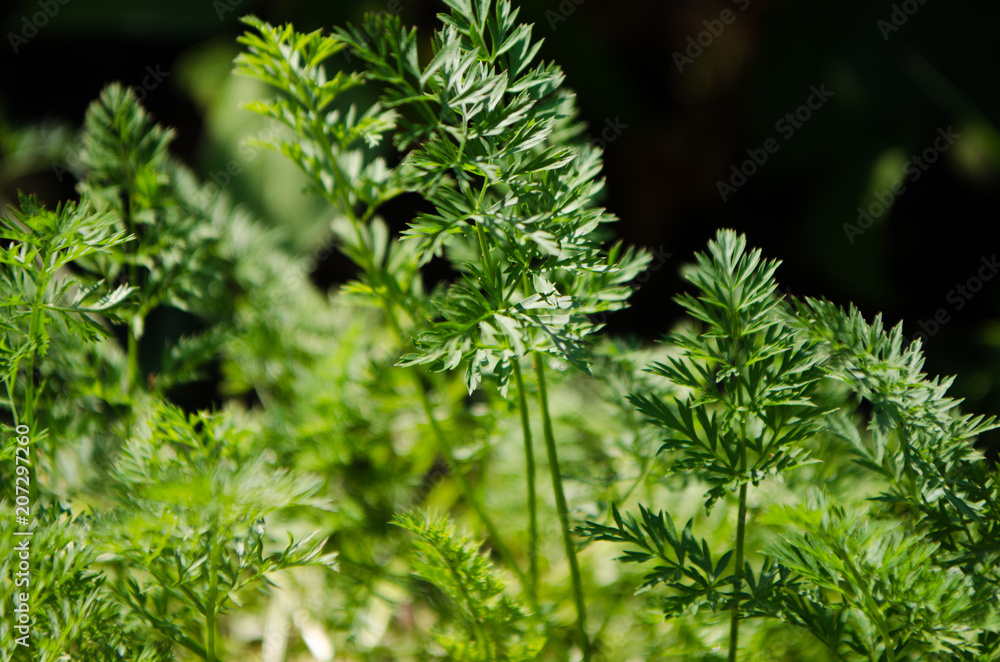 Parsley Parsley
