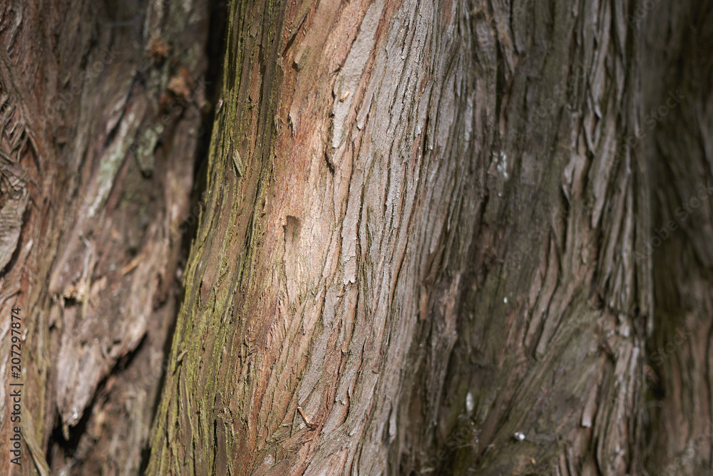 Metasequoia glyptostroboides bark Metasequoia glyptostroboides bark