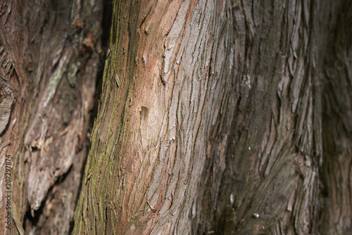 Metasequoia glyptostroboides bark