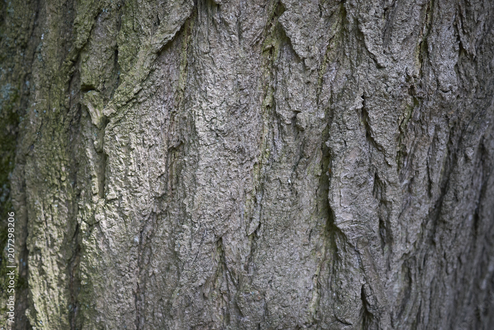 Fototapeta premium Styphnolobium japonicum bark